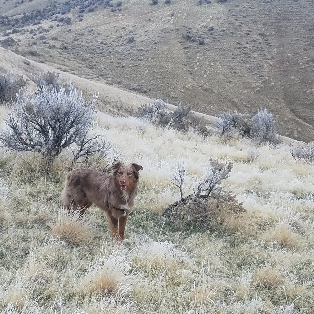 Meet your Posher, Holly